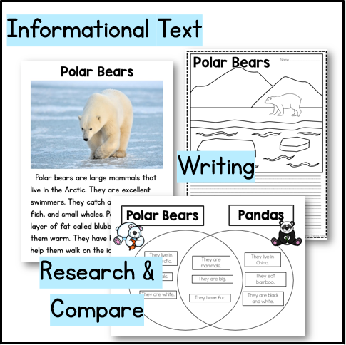 Реферат: Polar Bear Essay Research Paper Polar Bear